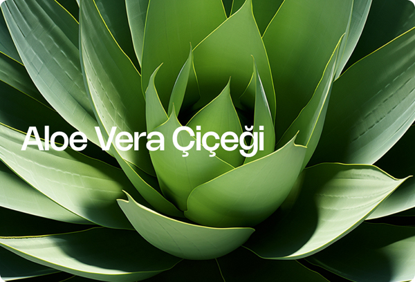 Aloe Vera iei, Faydalar ve Bakm | Taze iek