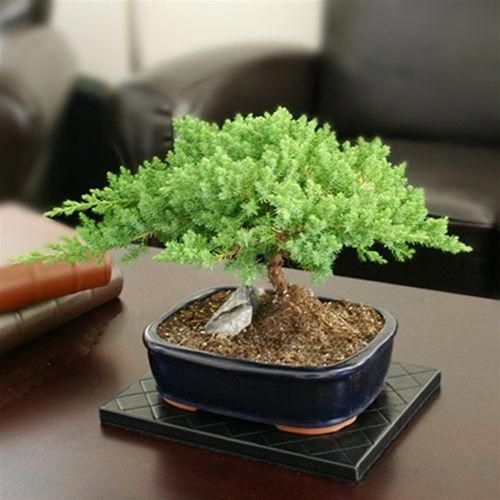 bonsai