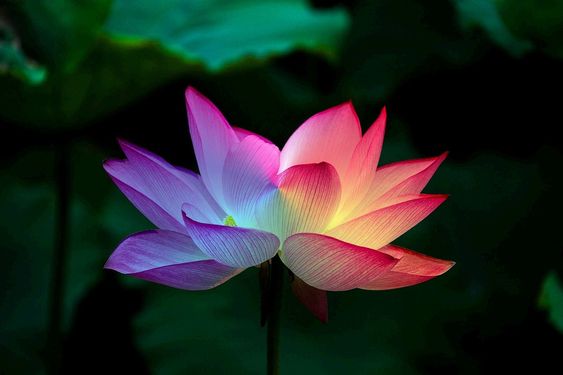 lotus_çiçeği_renkleri