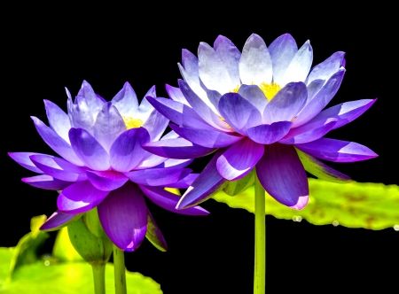 lotus_çiçeği