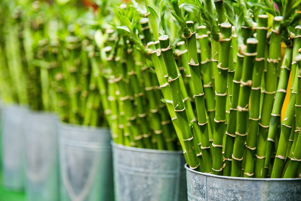 bambu bitkisi