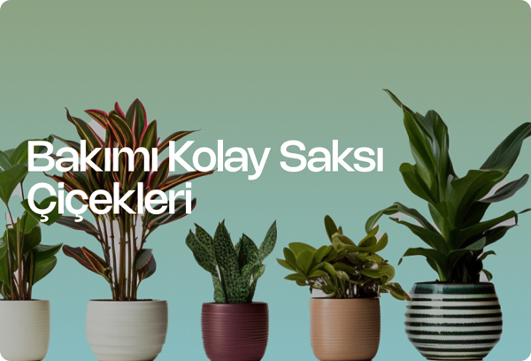 Bakımı Kolay Saksı Çiçekleri