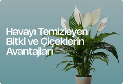 Havayı Temizleyen Bitki ve Çiçeklerin Avantajları