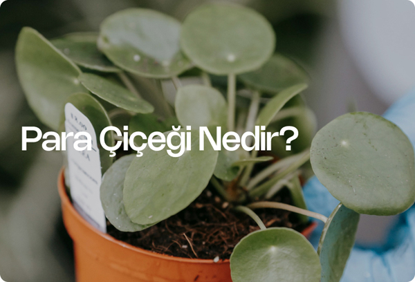 Para Çiçeği Nedir?