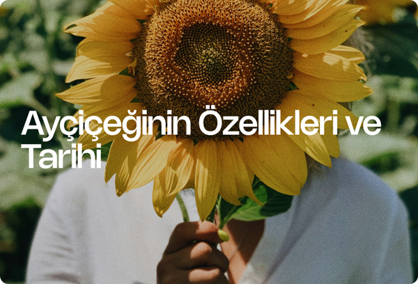 Ayçiçeğinin Özellikleri ve Tarihi