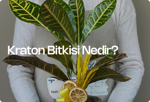 Kraton Bitkisi Nedir?