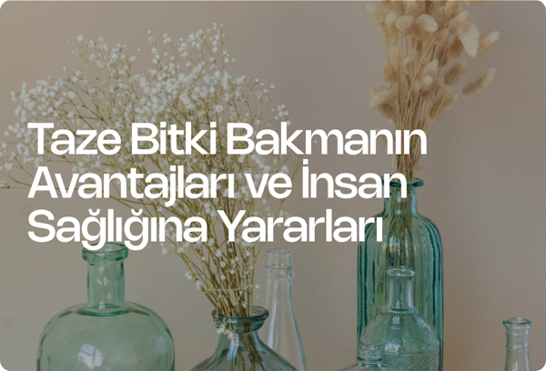 Taze Bitki Bakmanın Avantajları ve İnsan Sağlığına Yararları