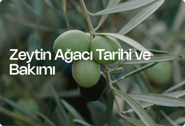 Zeytin Ağacı Tarihi ve Bakımı