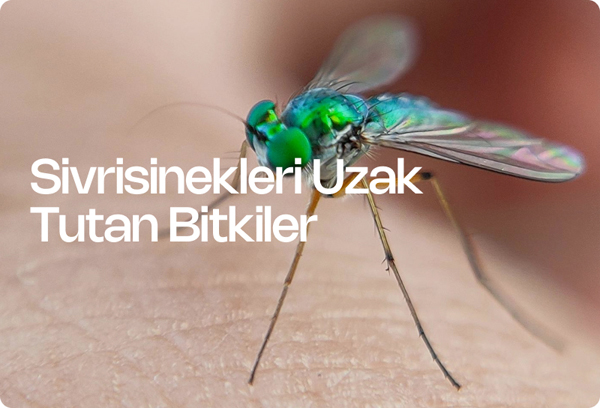Sivrisinekleri Uzak Tutan Bitkiler