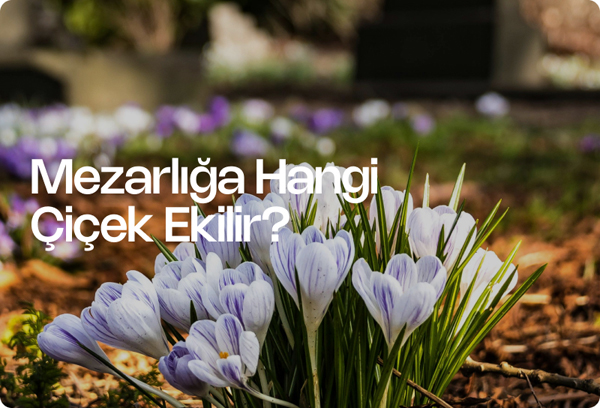 Mezarlığa Hangi Çiçek Ekilir?