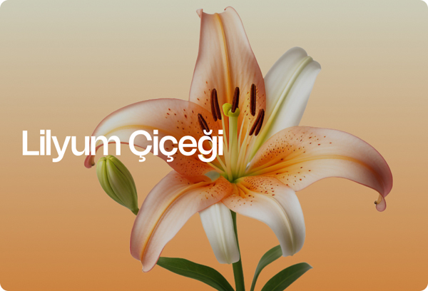 Lilyum Çiçeği Bakımı