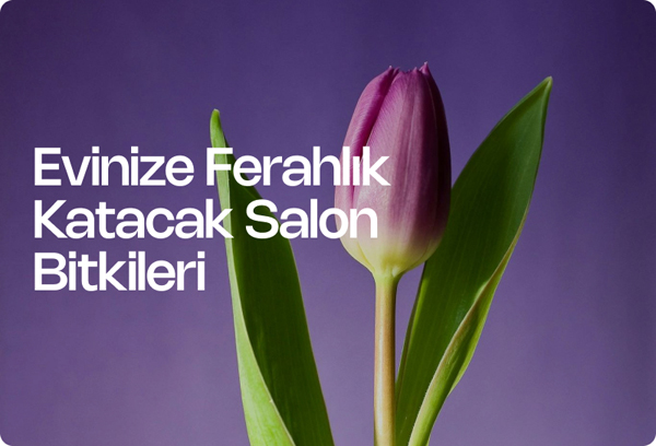Evinize Ferahlık Katacak Salon Bitkileri