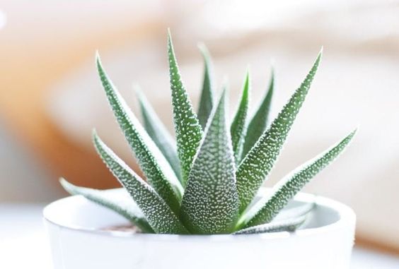 Aloe Vera Çiçeği