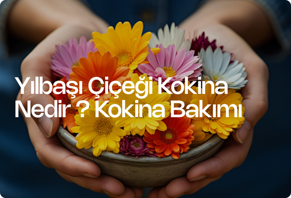 Yılbaşı Çiçeği Kokina Nedir? Kokina Bakımı