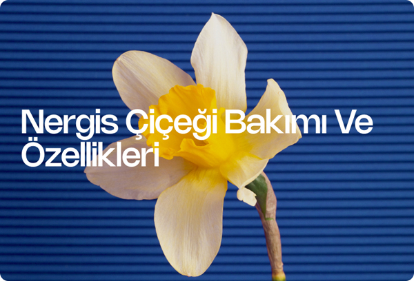 Nergis Çiçeği Bakımı Ve Özellikleri