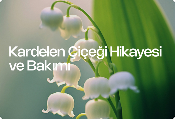 Kardelen Çiçeği Hikayesi ve Bakımı