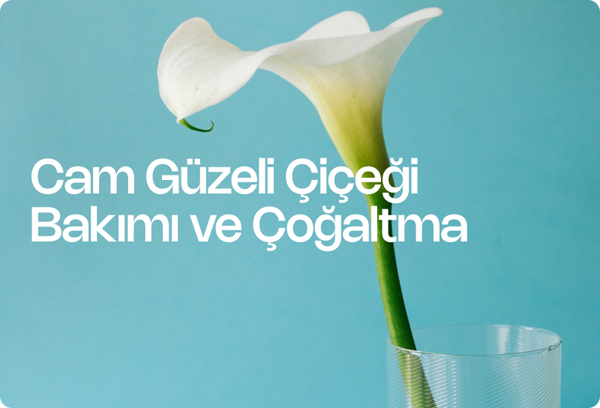 Cam Güzeli Çiçeği Bakımı ve Çoğaltma