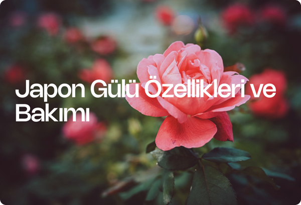 Japon Gülü Özellikleri ve Bakımı