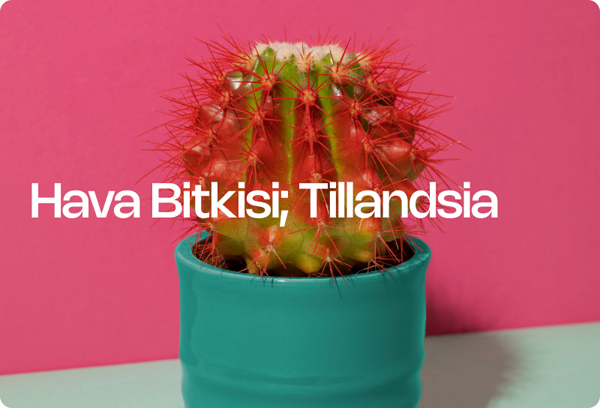 Hava Bitkisi; Tillandsia