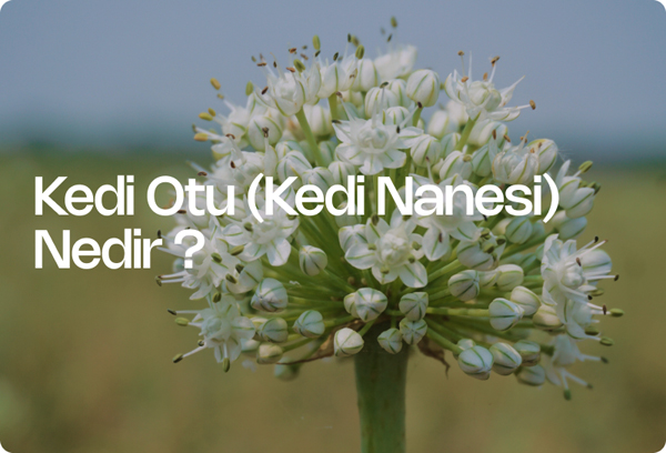 Kedi Otu (Kedi Nanesi) Nedir?