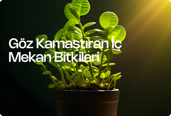 Göz Kamaştıran İç Mekan Bitkileri