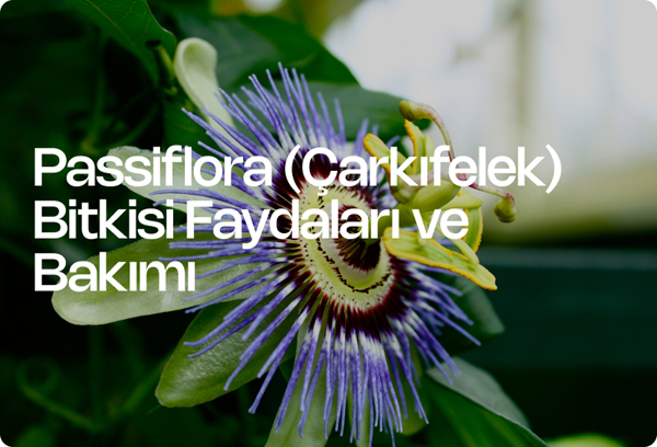 Passiflora (Çarkıfelek) Bitkisi Faydaları ve Bakımı