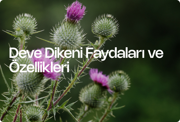 Deve Dikeni Faydaları ve Özellikleri