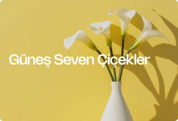 Güneş Seven Çiçekler