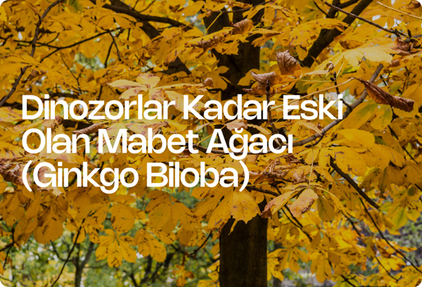 Dinozorlar Kadar Eski Olan Mabet Ağacı (Ginkgo Biloba)