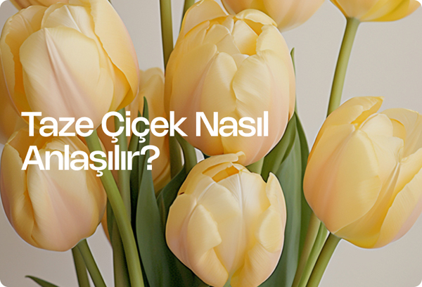 Taze Çiçek Nasıl Anlaşılır?