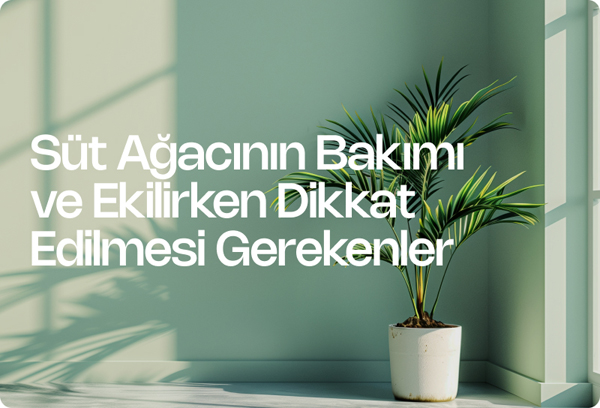 Süt Ağacının Bakımı ve Ekilirken Dikkat Edilmesi Gerekenler