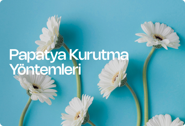 Papatya Kurutma Yöntemleri