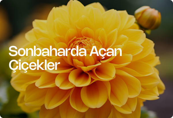 Sonbaharda Açan Çiçekler
