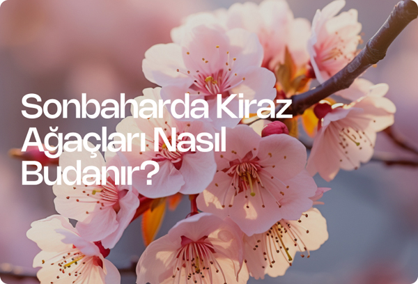 Sonbaharda Kiraz Ağaçları Nasıl Budanır?