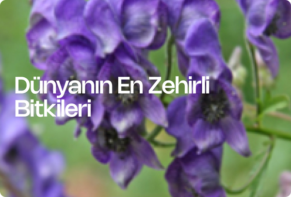 Dünyanın En Zehirli Bitkileri
