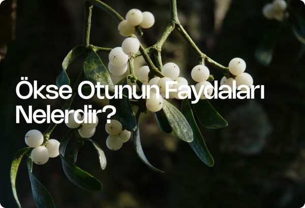 Ökse Otunun Faydaları Nelerdir?
