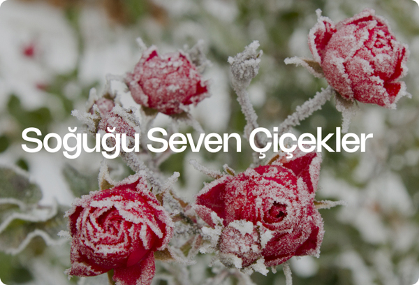 Soğuğu Seven Çiçekler