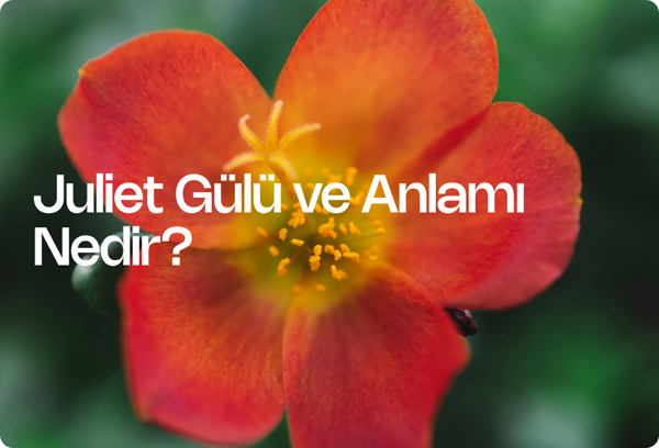 Juliet Gülü ve Anlamı Nedir?