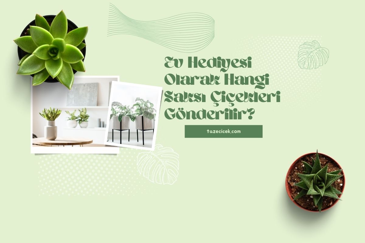 Ev Hediyesi Olarak Hangi Saksı Çiçekleri Gönderilir?