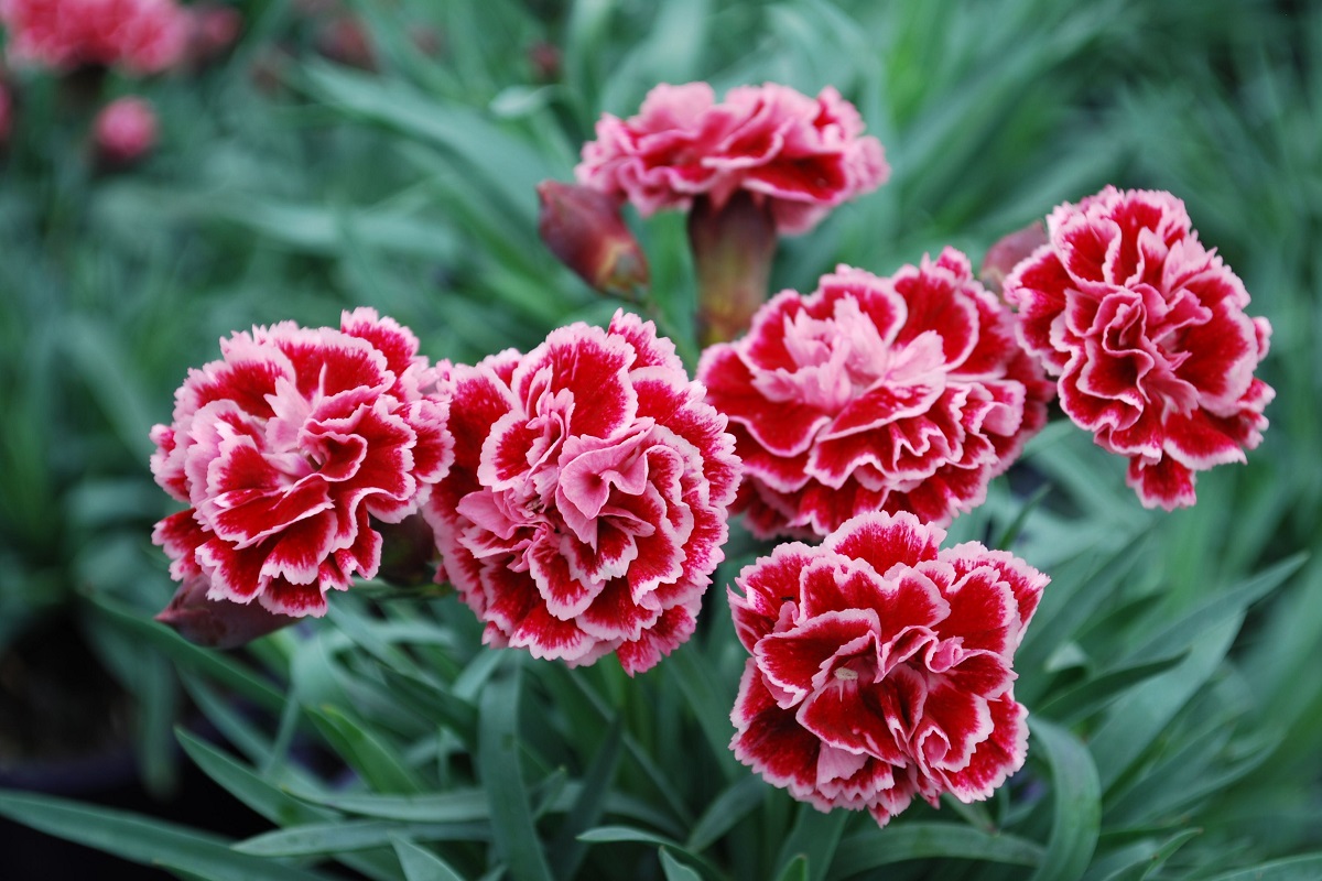 Karanfil Çiçeği (Dianthus) Nedir?