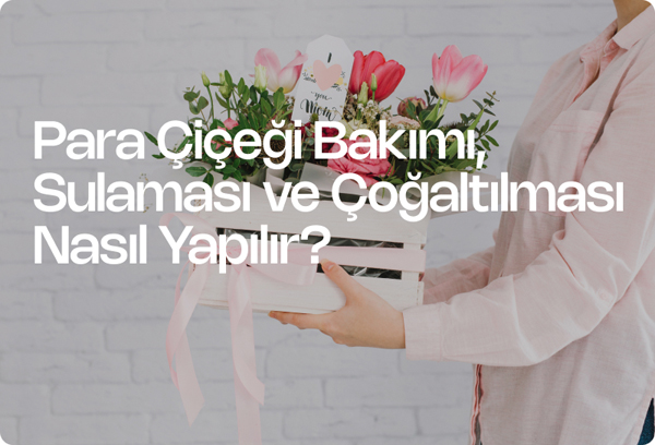 Para Çiçeği Bakımı, Sulaması ve Çoğaltılması Nasıl Yapılır?