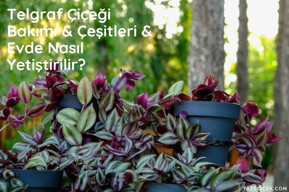 Telgraf Çiçeği Bakımı & Çeşitleri 