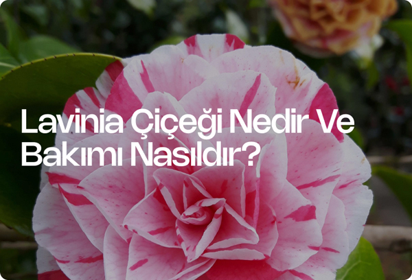 Lavinia Çiçeği Nedir Ve Bakımı Nasıldır?