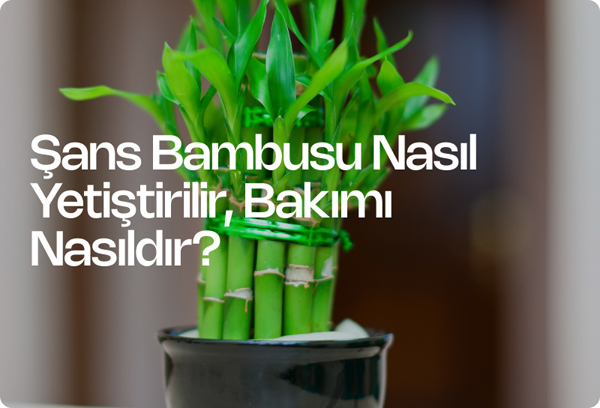 Şans Bambusu Nasıl Yetiştirilir, Bakımı Nasıldır?