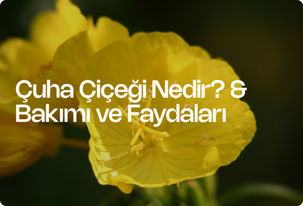 Çuha Çiçeği Nedir? & Bakımı ve Faydaları