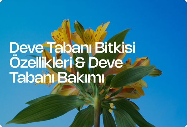 Deve Tabanı Bitkisi Özellikleri & Deve Tabanı Bakımı