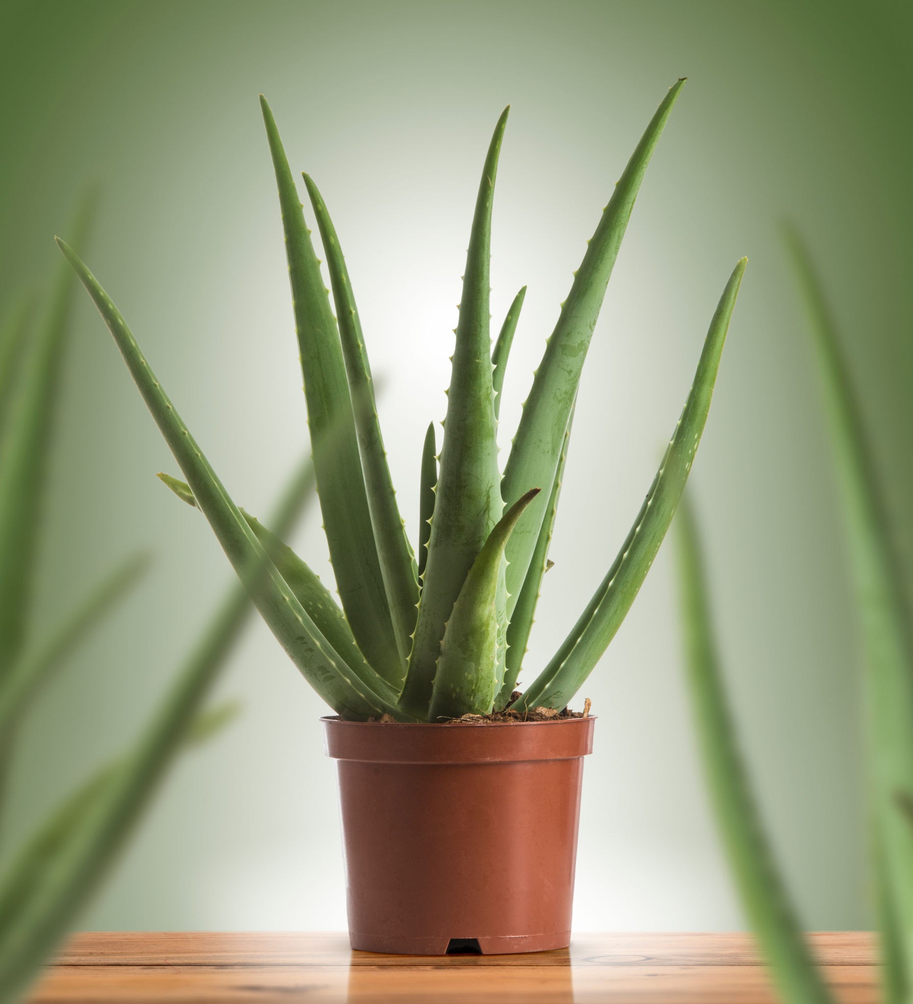 Aloe Vera Bitkisinin Faydaları
