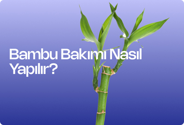 Bambu Bakımı Nasıl Yapılır?