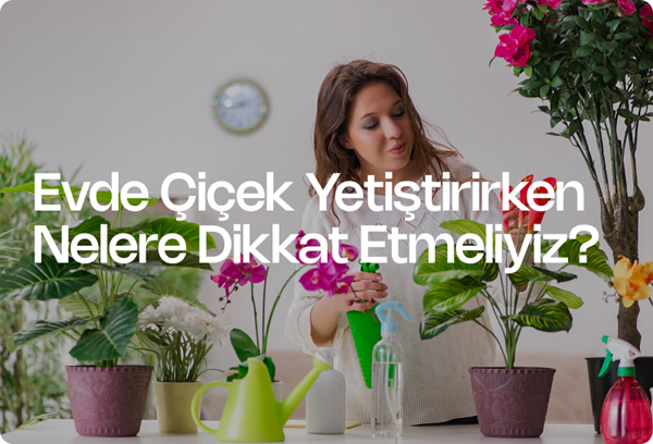 Evde Çiçek Yetiştirirken Nelere Dikkat Etmeliyiz?
