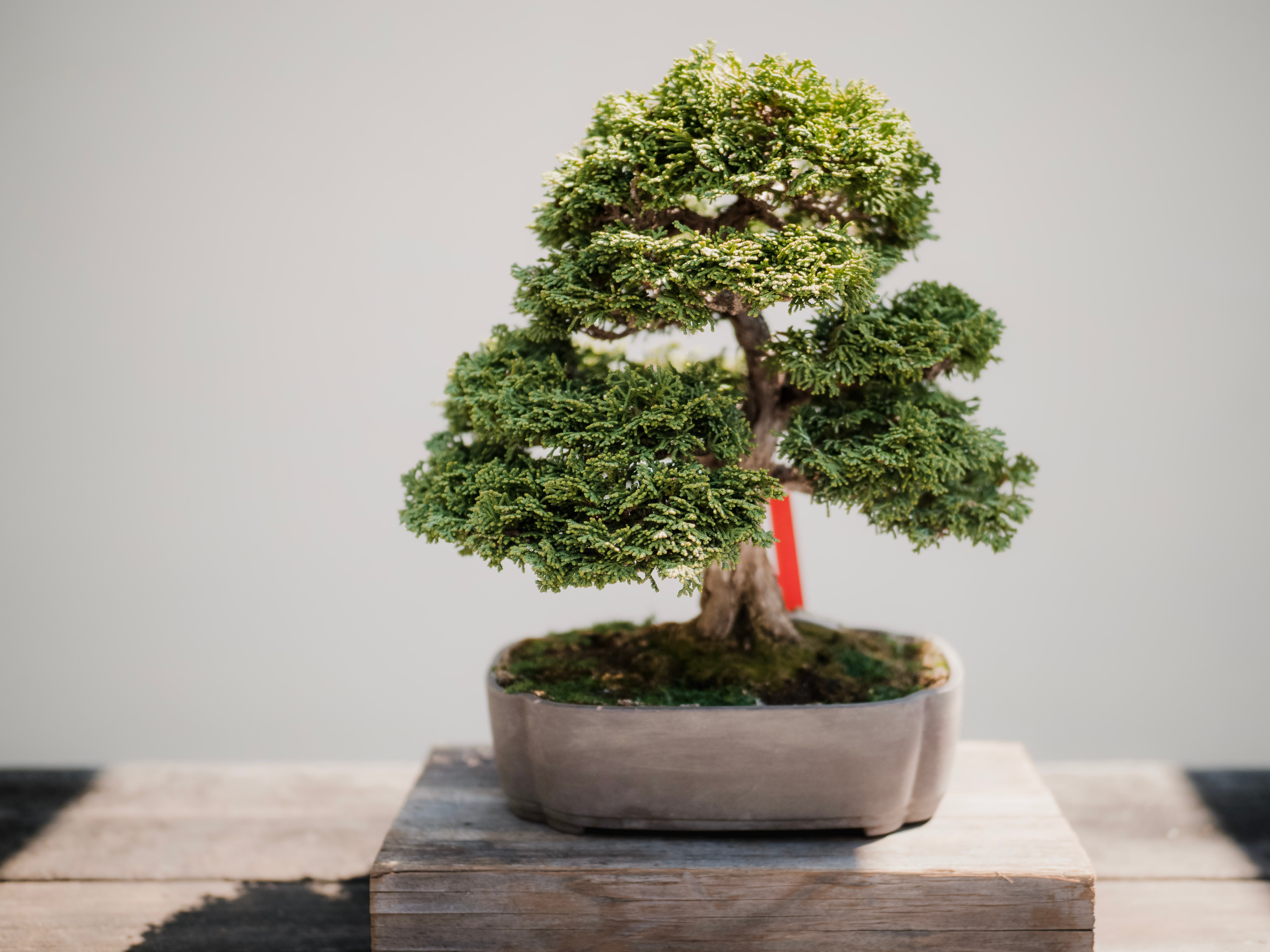 Bonsai Ağacı Bakımı
